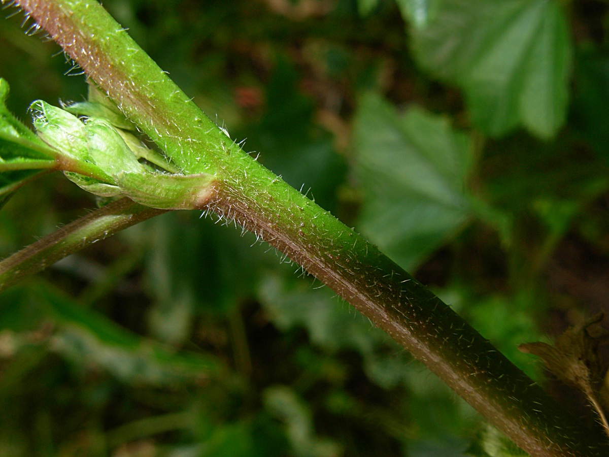 Malva nicaeensis All.